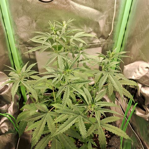 Amnésia  growlog timeline photo