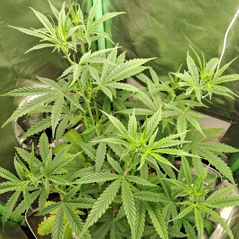 Amnésia  growlog timeline photo