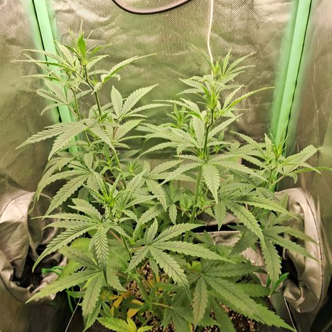 Amnésia  growlog timeline photo