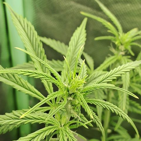Amnésia  growlog timeline photo