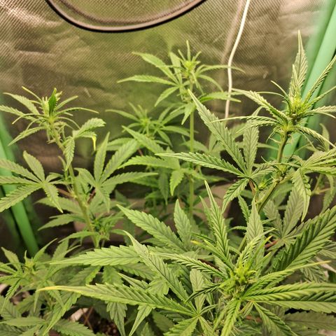 Amnésia  growlog timeline photo