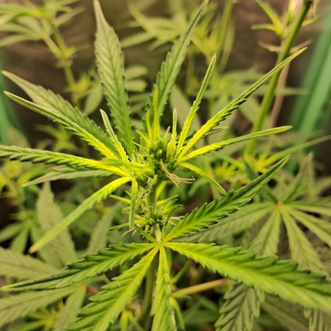 Amnésia  growlog timeline photo