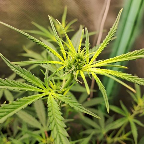 Amnésia  growlog timeline photo