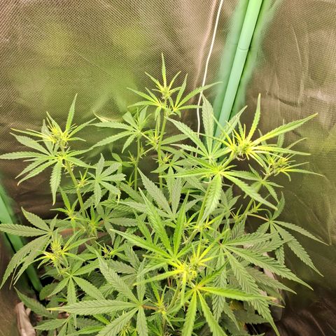 Amnésia  growlog timeline photo
