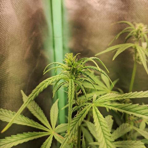 Amnésia  growlog timeline photo