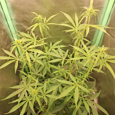 Amnésia  growlog timeline photo