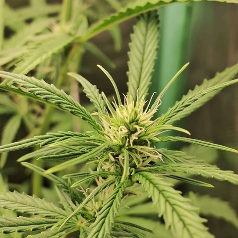 Amnésia  growlog timeline photo