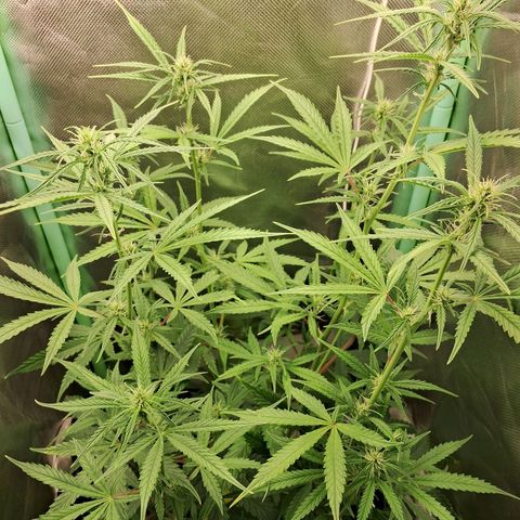 Amnésia  growlog timeline photo