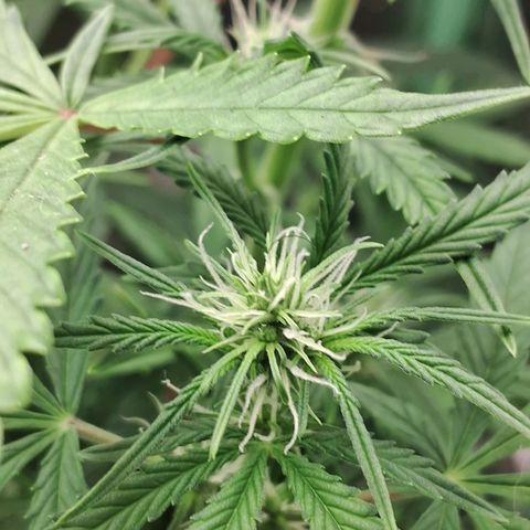 Amnésia  growlog timeline photo