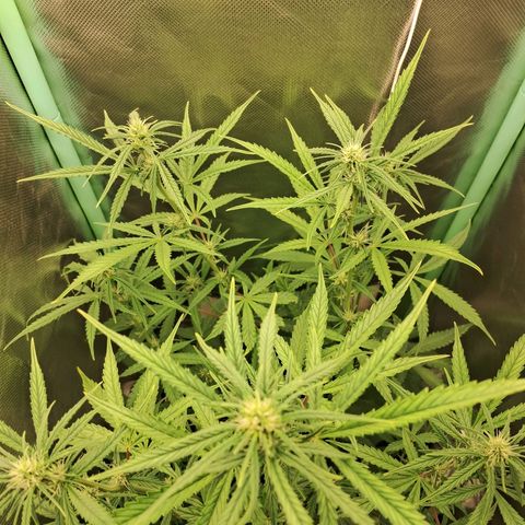Amnésia  growlog timeline photo