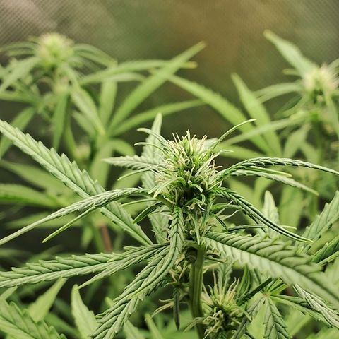 Amnésia  growlog timeline photo