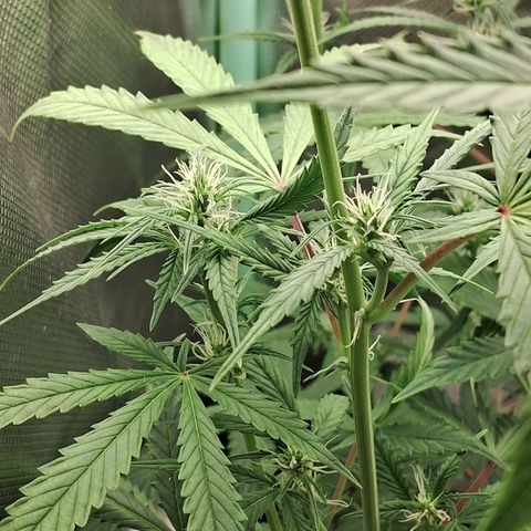 Amnésia  growlog timeline photo