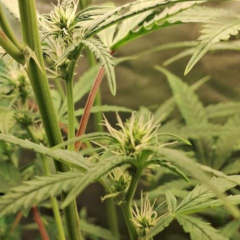 Amnésia  growlog timeline photo