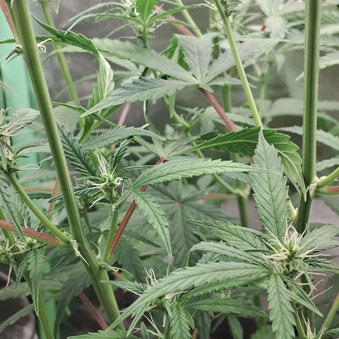 Amnésia  growlog timeline photo