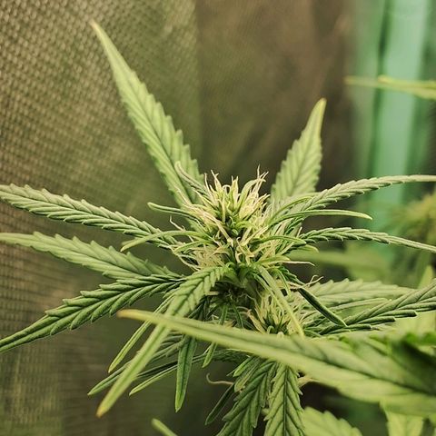 Amnésia  growlog timeline photo