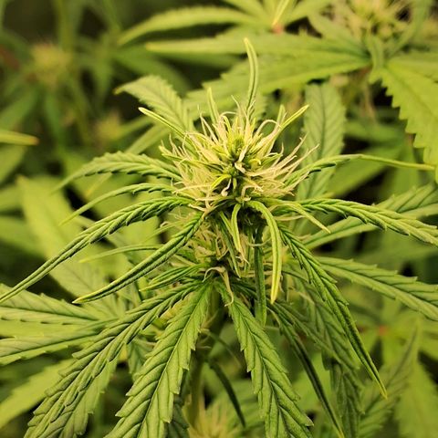 Amnésia  growlog timeline photo