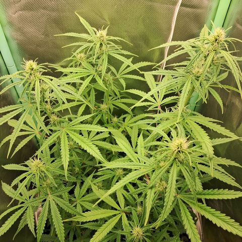 Amnésia  growlog timeline photo