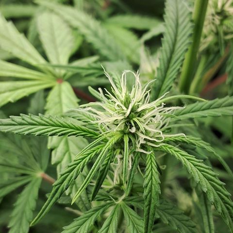 Amnésia  growlog timeline photo