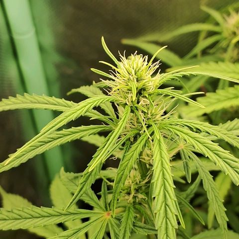 Amnésia  growlog timeline photo