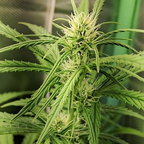 Amnésia  growlog timeline photo