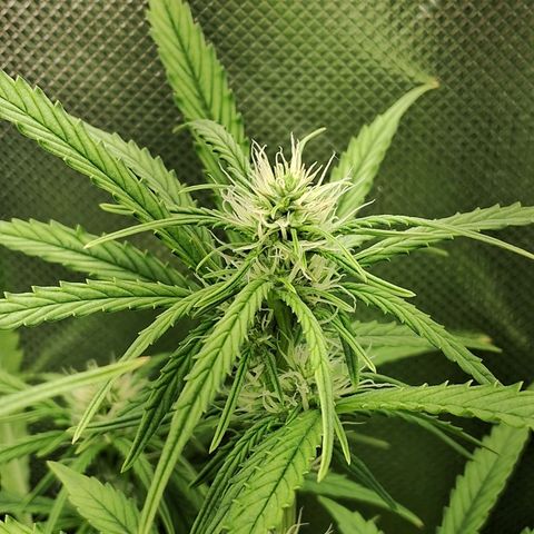 Amnésia  growlog timeline photo
