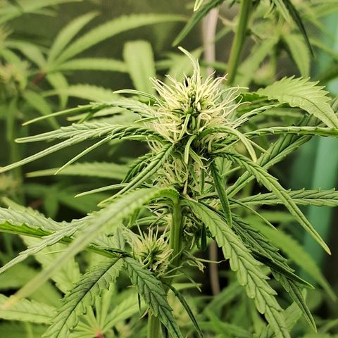 Amnésia  growlog timeline photo