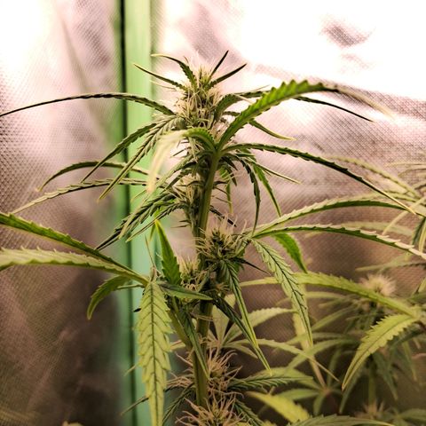 Amnésia  growlog timeline photo