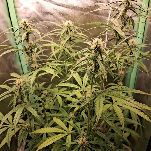 Amnésia  growlog timeline photo