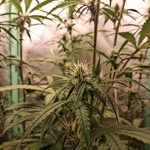 Amnésia  growlog timeline photo