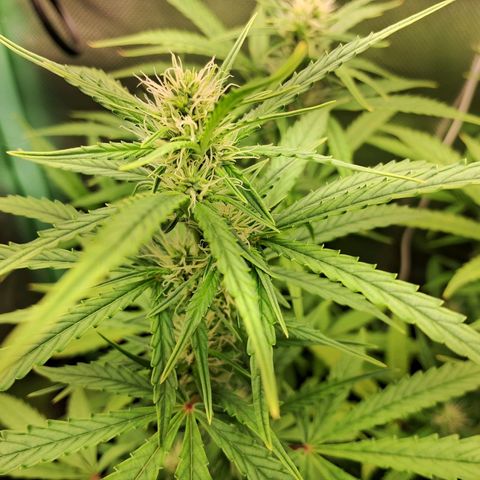 Amnésia  growlog timeline photo