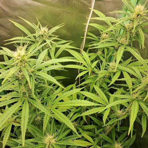 Amnésia  growlog timeline photo