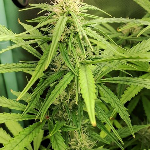 Amnésia  growlog timeline photo