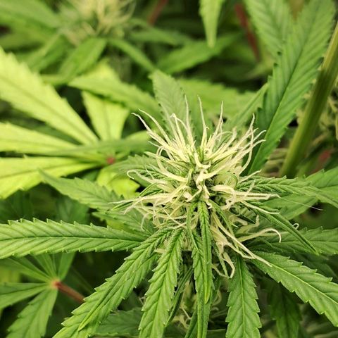 Amnésia  growlog timeline photo