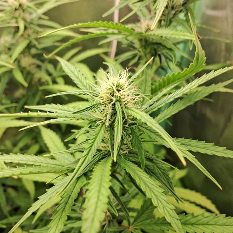Amnésia  growlog timeline photo