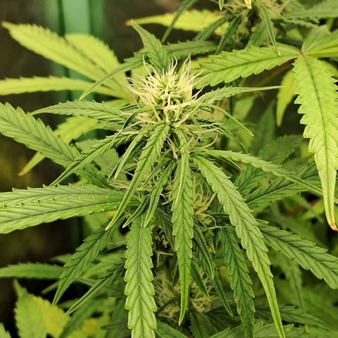 Amnésia  growlog timeline photo