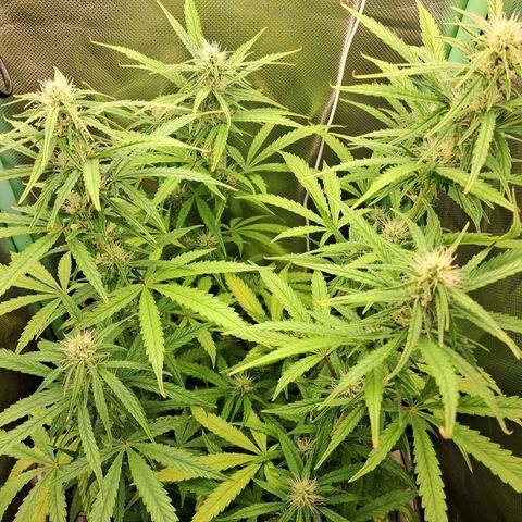 Amnésia  growlog timeline photo