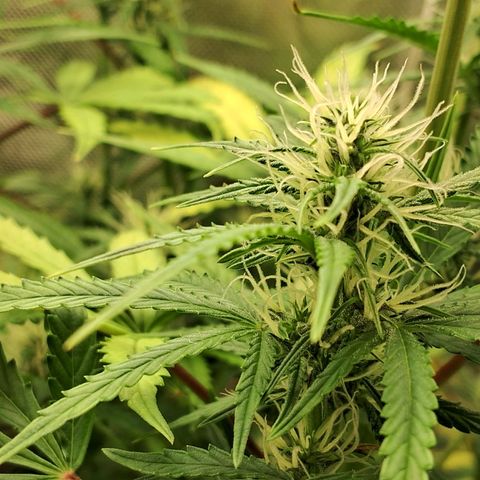 Amnésia  growlog timeline photo