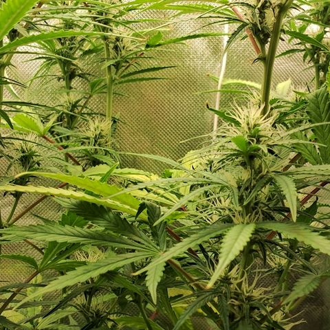 Amnésia  growlog timeline photo