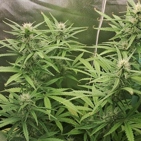 Amnésia  growlog timeline photo
