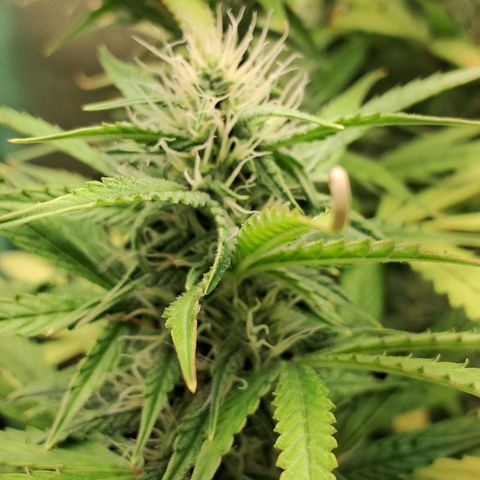 Amnésia  growlog timeline photo