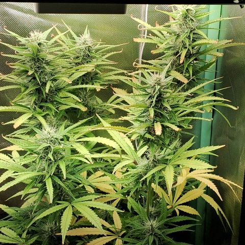 Amnésia  growlog timeline photo