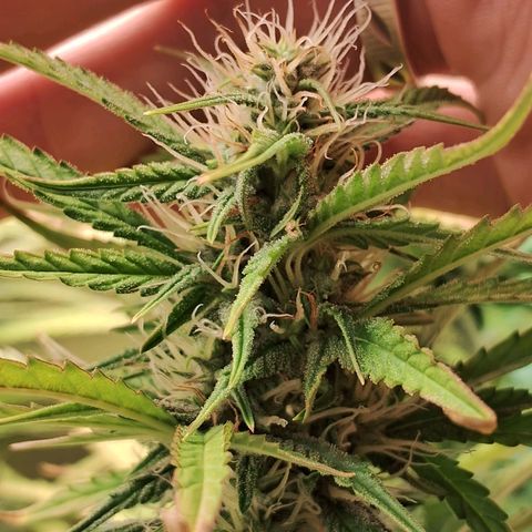 Amnésia  growlog timeline photo