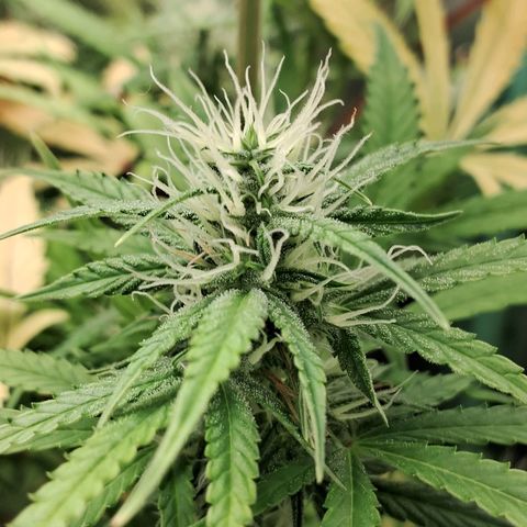 Amnésia  growlog timeline photo