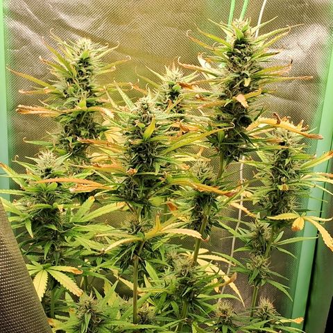 Amnésia  growlog timeline photo