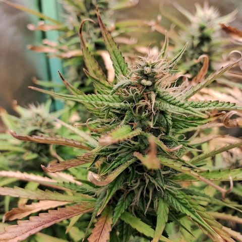 Amnésia  growlog timeline photo