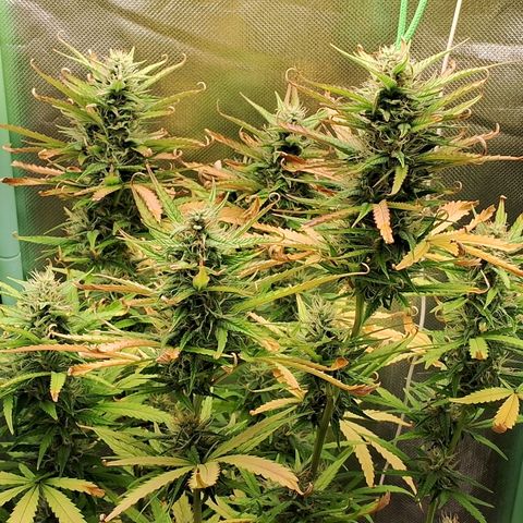 Amnésia  growlog timeline photo