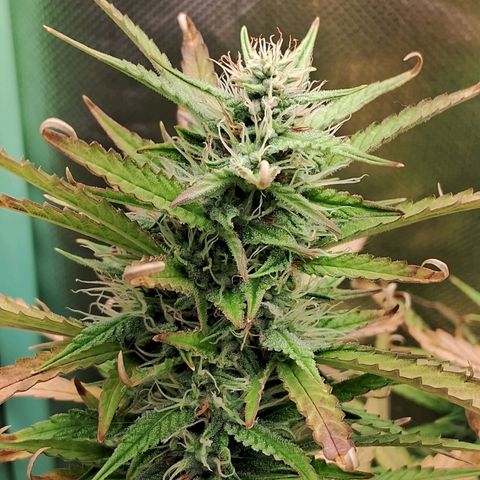Amnésia  growlog timeline photo