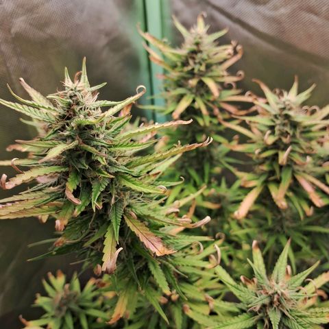 Amnésia  growlog timeline photo