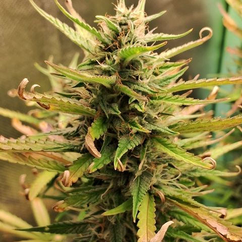 Amnésia  growlog timeline photo