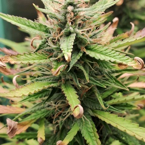 Amnésia  growlog timeline photo